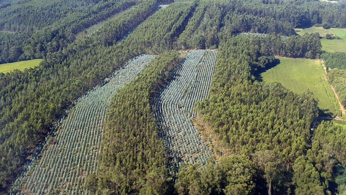 Plantaciones de eucalpito en la provincia de Pontevedra
