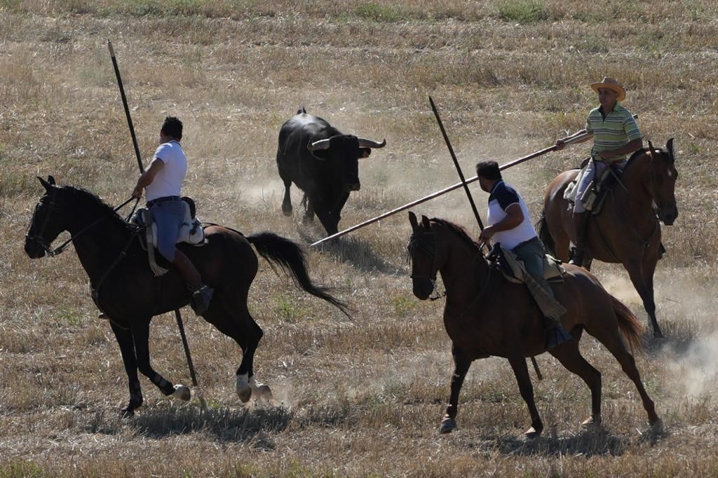 GALERÍA | Encierro campero en Coreses