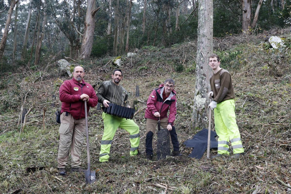 Tabajadores de Tragsa, y los agentes forestales Emilio Alonso y Gonzalo Gamallo, plantando carballos
