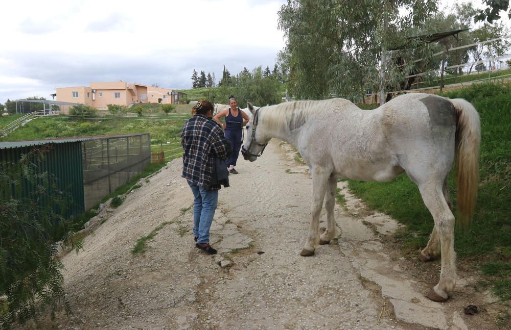 Santuario de caballos CYD Santa María en Alhaurín