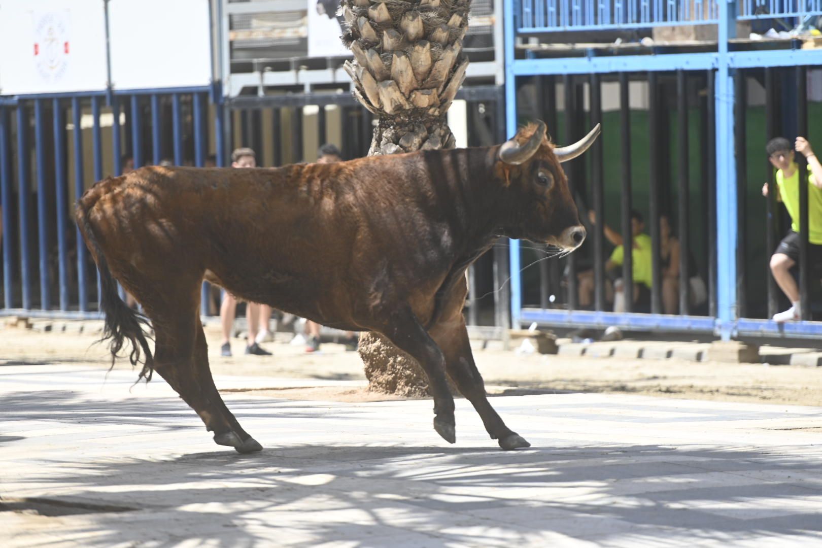 Martes de tradición, toros y fiesta en el Grau por Sant Pere