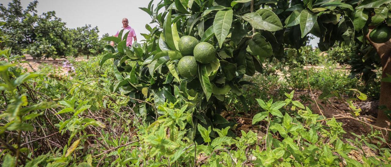 Un agricultor de la Vega Baja que cultiva productos ecológicos, en imagen de archivo.