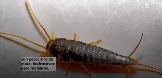 Vuelven los pececillos de plata: la cucharada que impide aparezcan en casa y hagan nidos