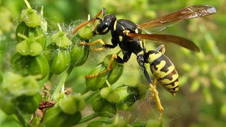 La actividad de los insectos aumenta en verano