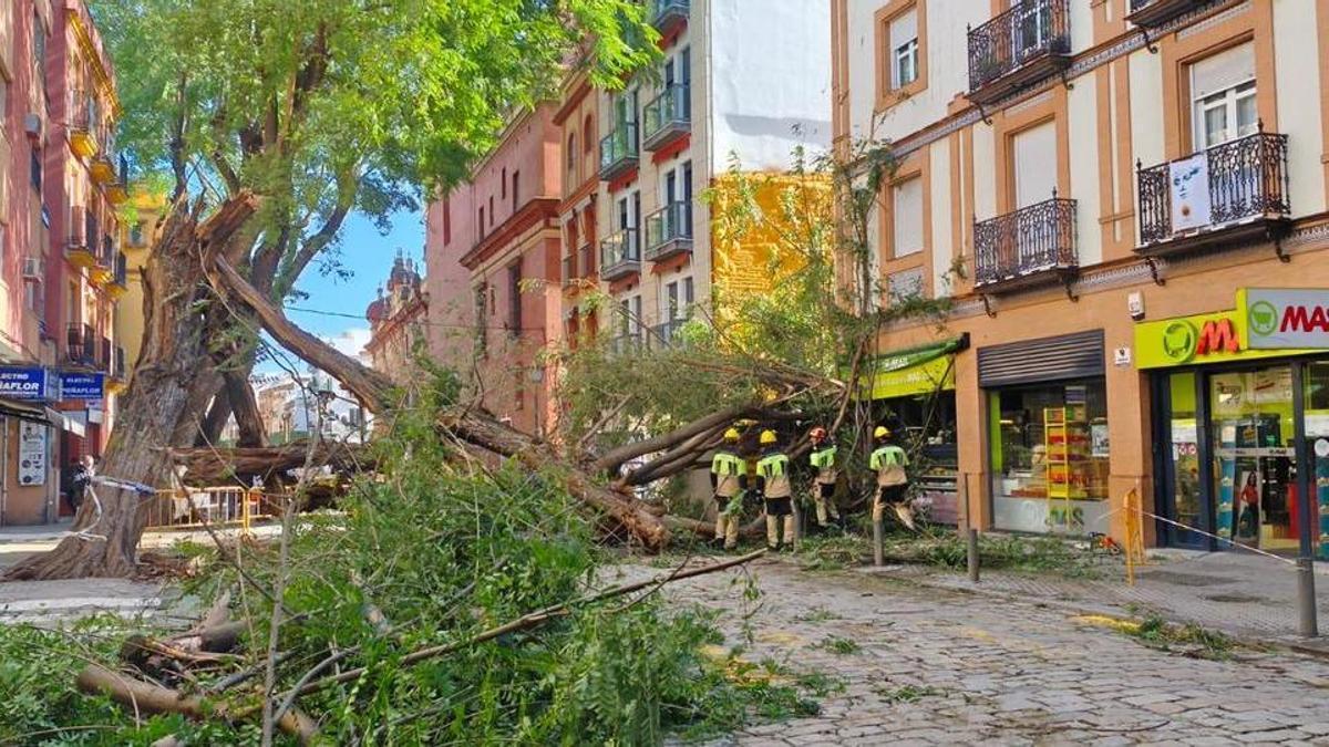 FOTOGALERÍA | Una palmera cae sobre un coche en Kansas City y un árbol se desploma en San Jacinto
