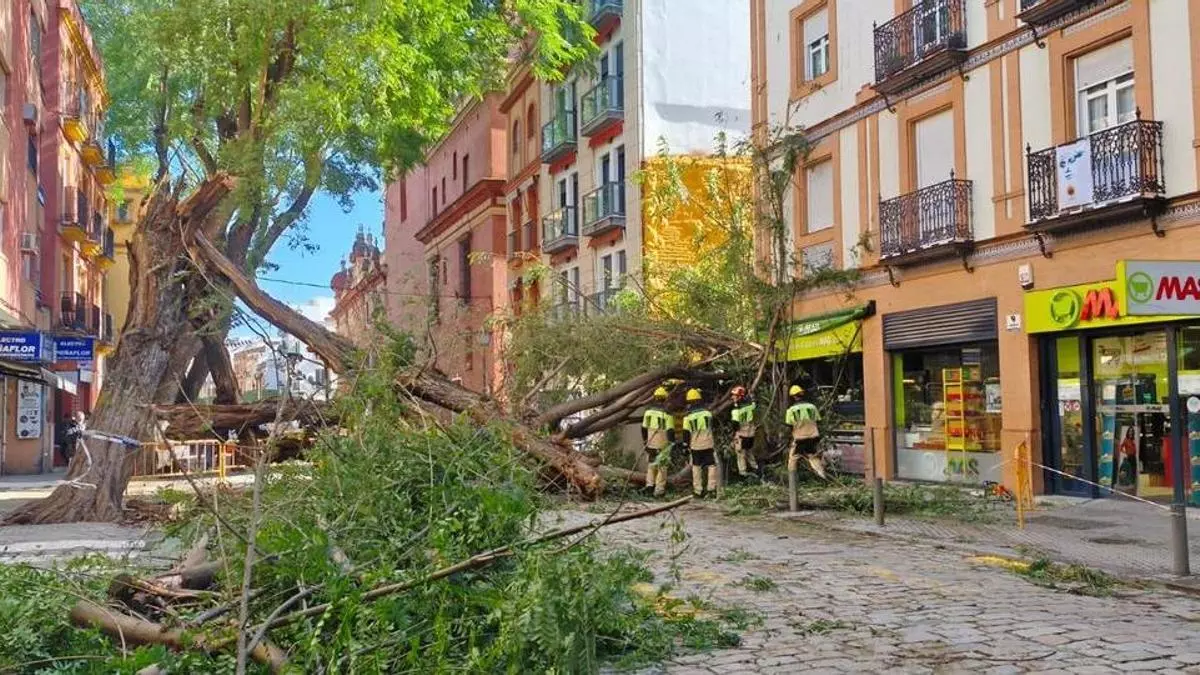 Las borrascas han derribado ya casi 400 árboles en Sevilla por los fuertes vientos y las precipitaciones