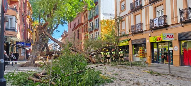FOTOGALERÍA | Una palmera cae sobre un coche en Kansas City y un árbol se desploma en San Jacinto