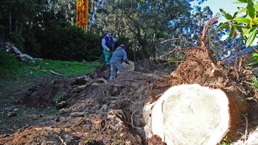 Una grúa retira los árboles que el temporal derribó sobre el Pazo de Santa  Cruz - Faro de Vigo