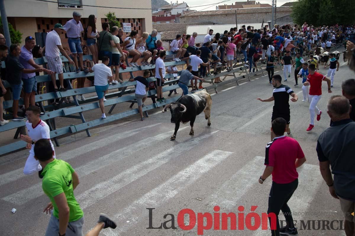 Primer encierro de la Feria del Arroz de Calasparra