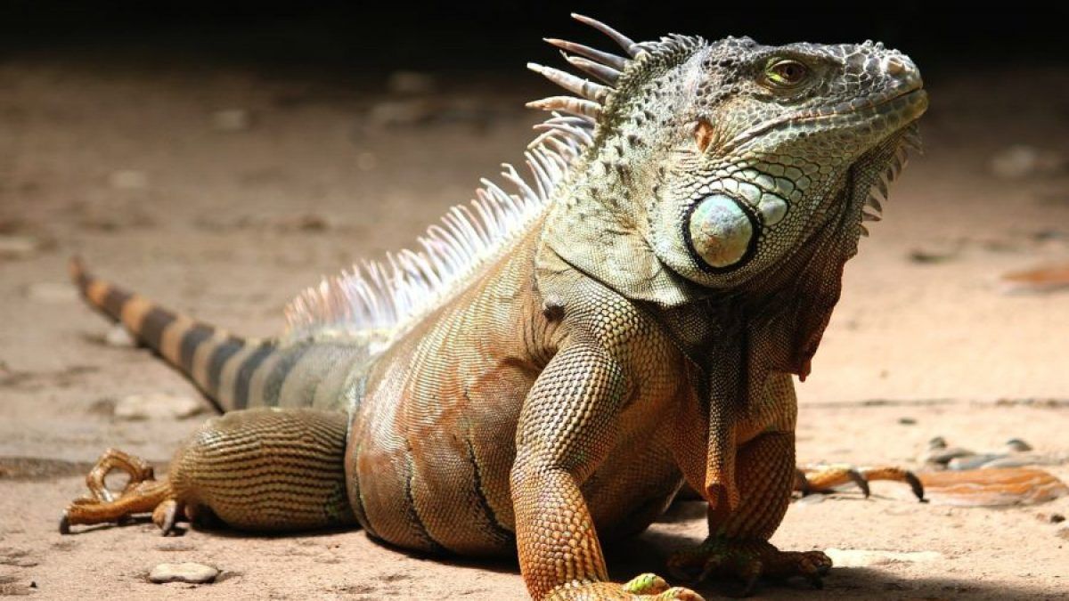 El Gobierno prohibirá las iguanas como mascota sin motivos científicos