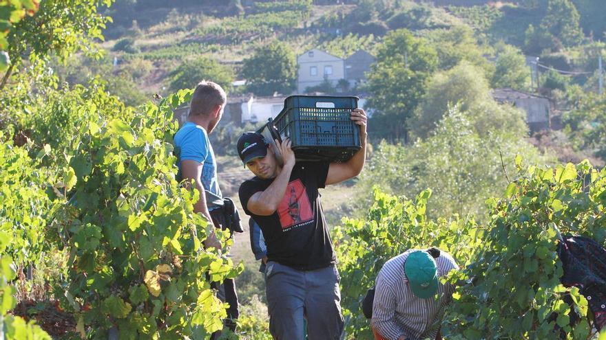 El minifundismo extremo limita el potencial económico del vino en Galicia: el 97% de las explotaciones no superan la media hectárea