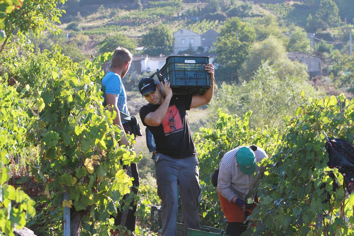 Vendimia en la Ribeira Sacra.