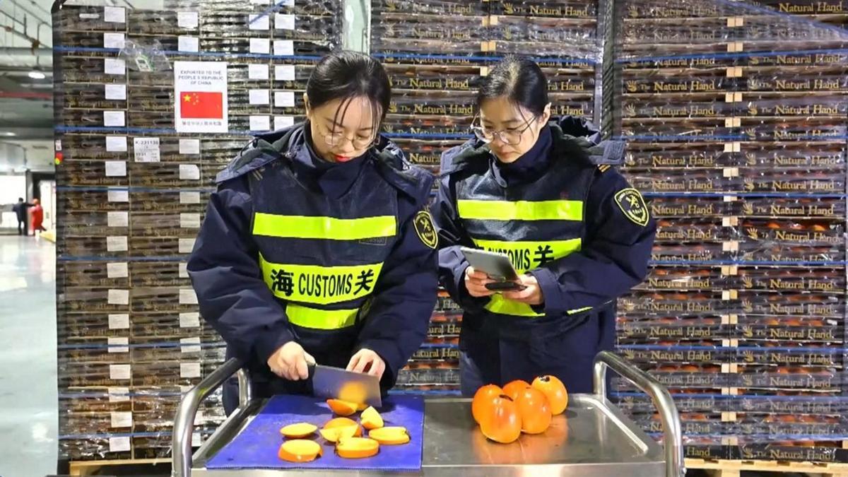 Funcionarias aduaneras cortando rodajas de caqui español en China.