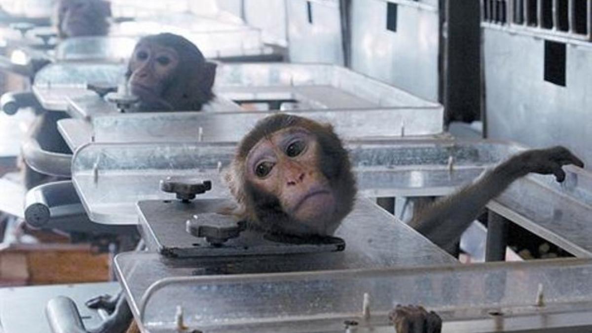 Monos utilizados en un laboratorio moscovita para investigar los efectos de los viajes al espacio en la salud.