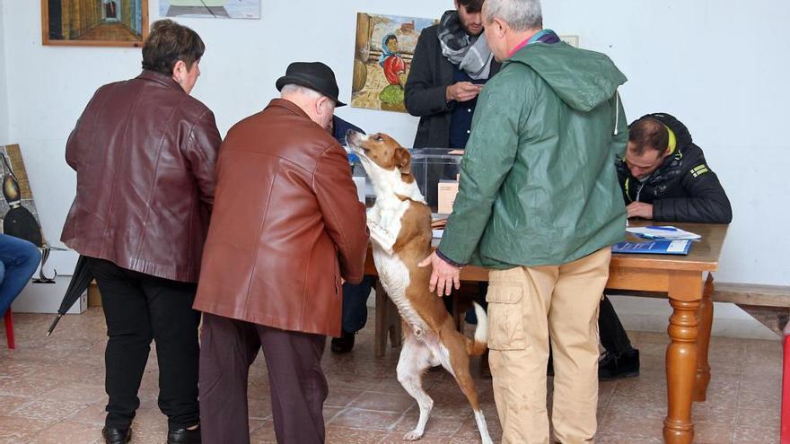 Un perro también acude a votar a la mesa electoral de Callobre (A Estrada).