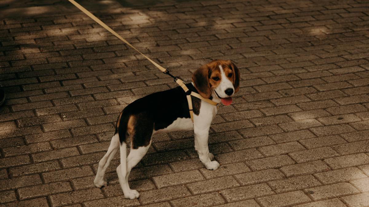 Estos factores debes tener en cuenta a la hora de comprar una correa a tu perro.