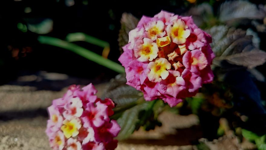 Esta es la planta “muy peligrosa y venenosa” que deberías retirar de tu jardín