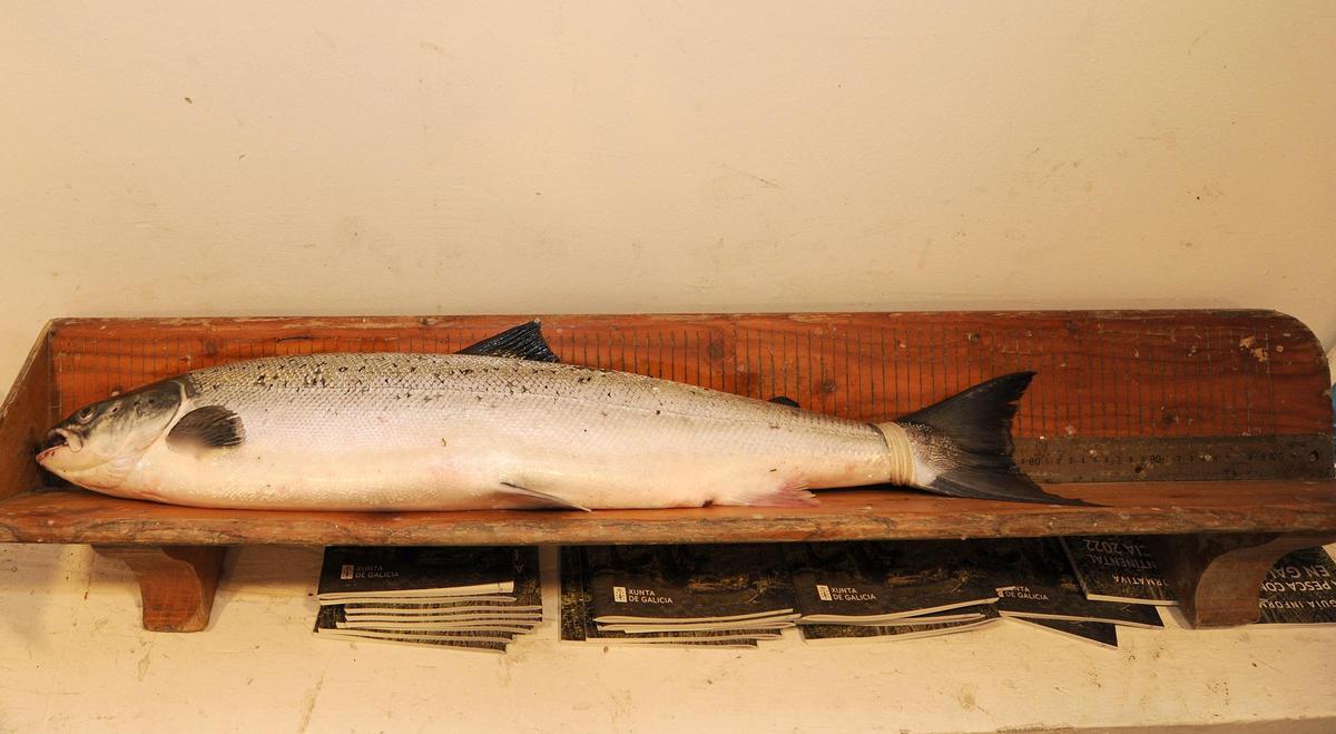 Salmón pescado en el Ulla años atrás.