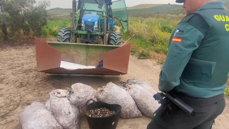 Tres personas investigadas por el robo de más de 300 kilos de aceitunas en Montilla