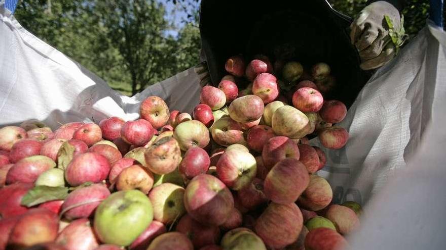 Una imagen de la campaña de recogida de manzana en A Estrada. // Bernabé/Cris M.V.