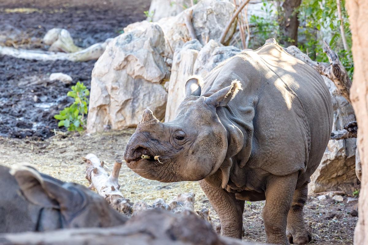 Terra Natura forma parte de los programas europeos de conservación de especies amenazadas