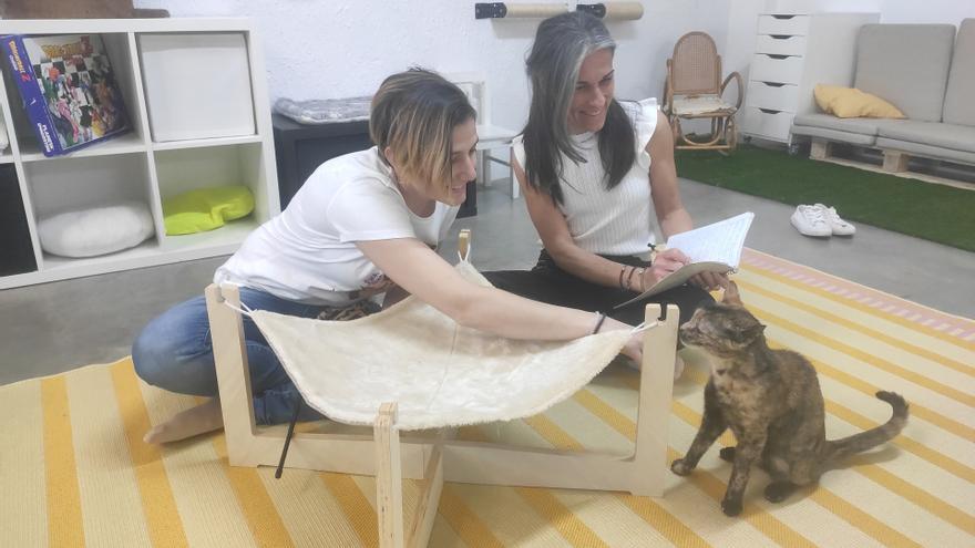 Así es Shanti, el primer espacio para pasar tiempo con gatos de Zaragoza