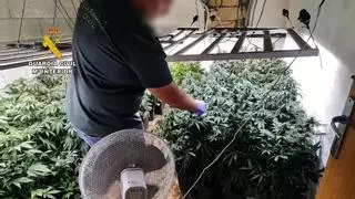 La Guardia Civil descubre una gran plantación de marihuana durante el desalojo de un chalé okupado en Son Servera