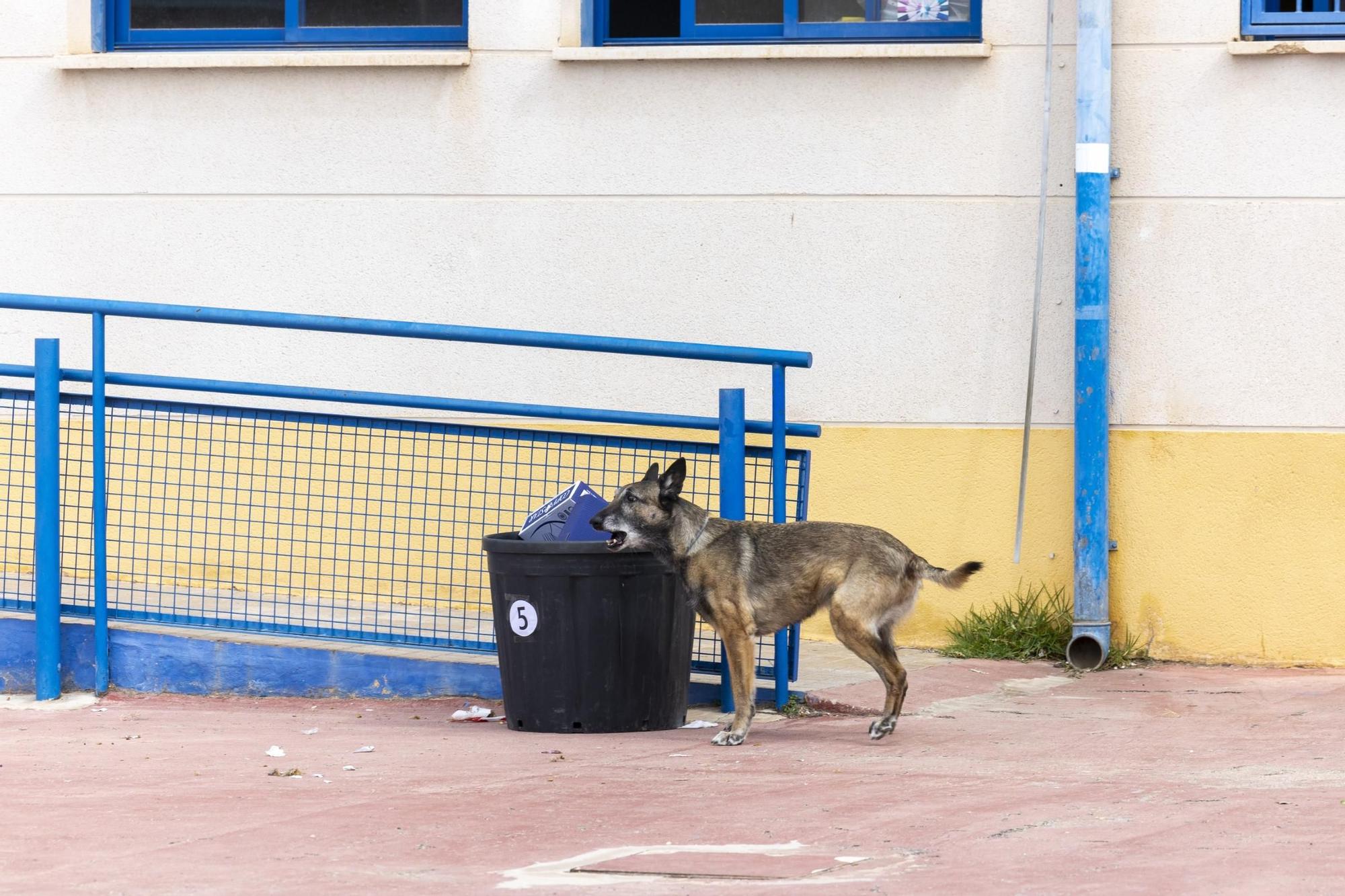 Aquí las mejores imágenes del simulacro de terremoto realizado en Torrevieja, coincidiendo con aniversario del terremoto de 1829