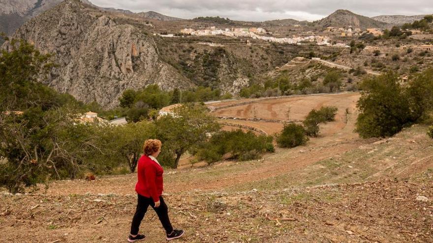 Uno de los campos arrasados al detectar la Xylella