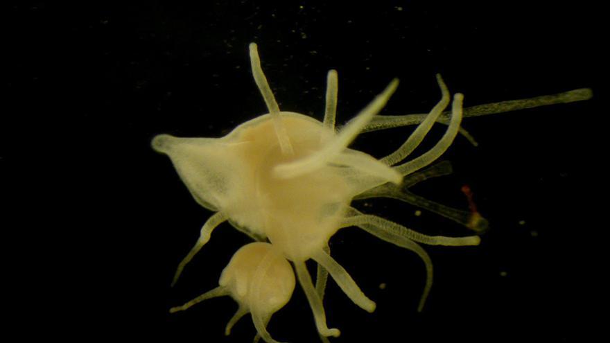 El cambio climático amenaza con atestar de medusas los océanos
