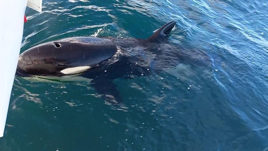 El Gobierno veta que Cemma estudie cómo evitar los ataques de orcas a veleros