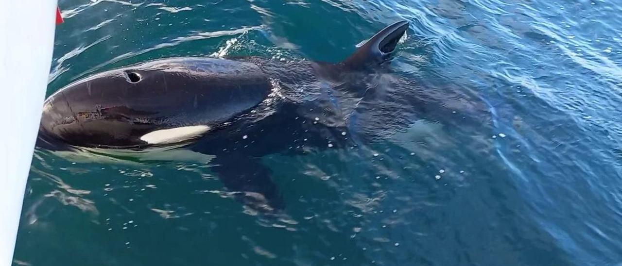 Una orca dejó sin timón al velero 'Extra Mile' en A Guarda, en octubre de 2021