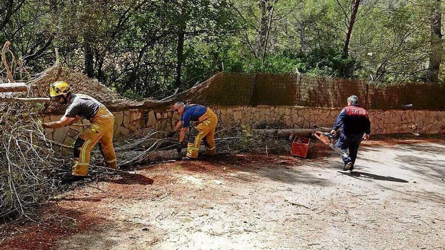 Retiran un gran pino que cayó por la lluvia