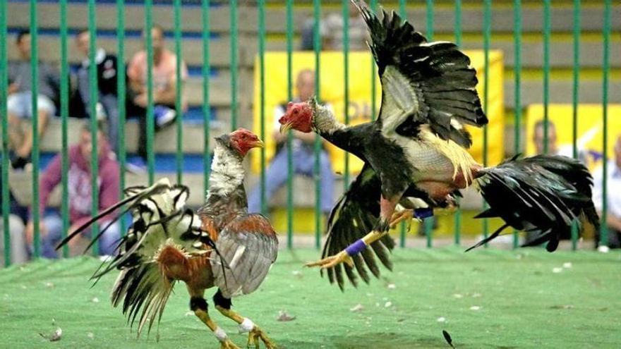 Las peleas de gallos enfrentan a los animalistas, criadores y el Gobierno canario