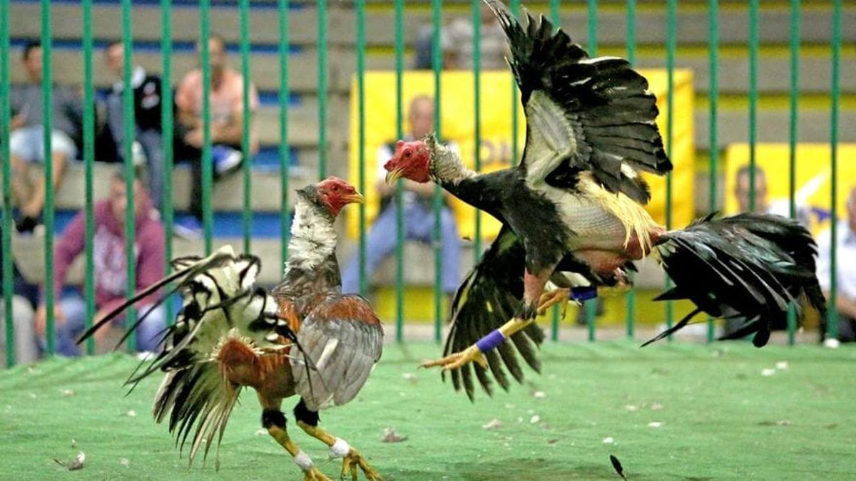 Dos gallos de la variante canaria de la raza ‘combatiente español’ peleando en una gallera.