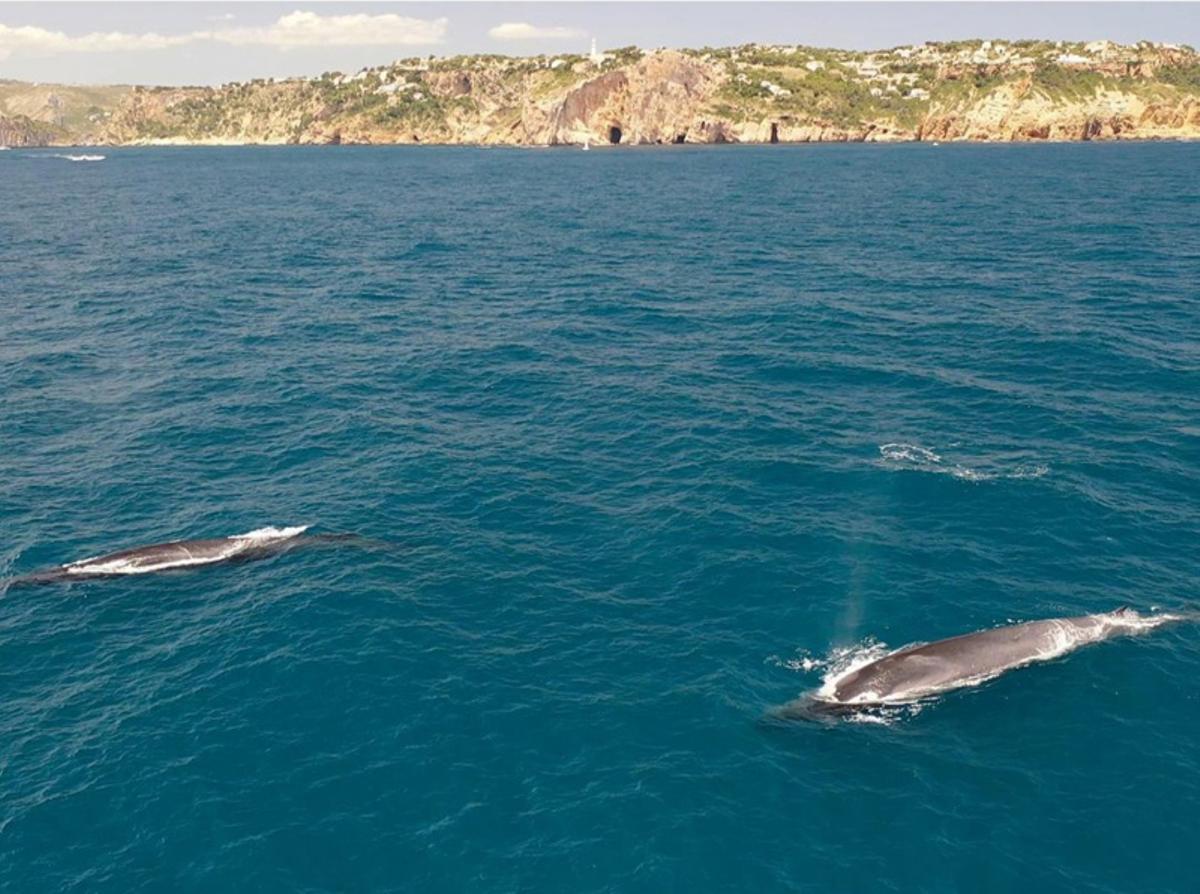 El turismo de lancha acosa a las ballenas en Xàbia