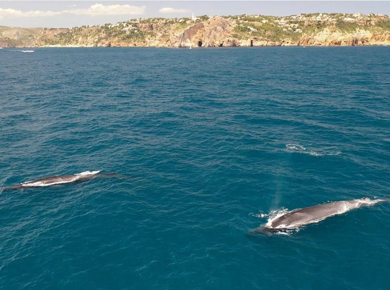 El turismo de lancha acosa a las ballenas en Xàbia