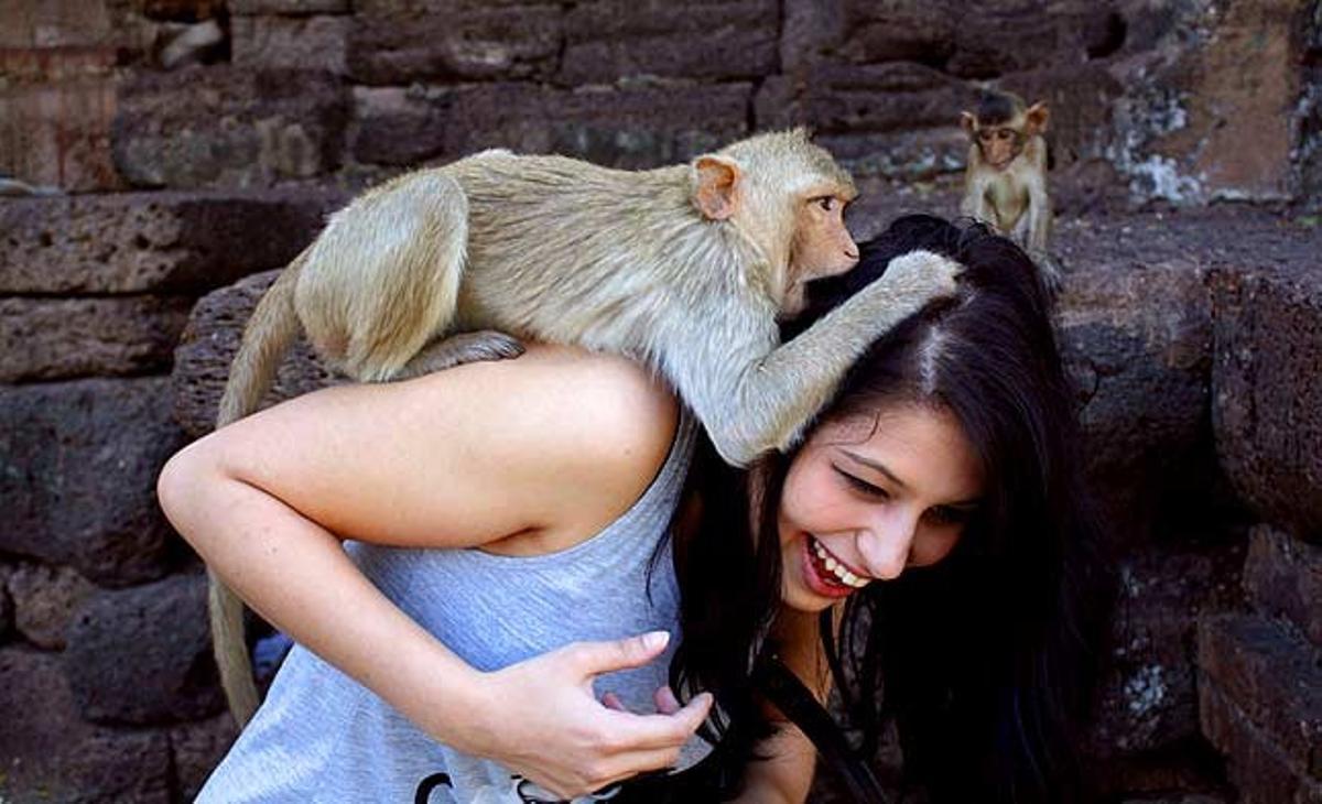 Un mico agafa dels cabells una turista a Lopburi (Bangkok). A la regió central de Tailàndia, els macacos descendents del déu-simi Hanuman són convidats a un festí amb tot tipus de plats elaborats amb fruites, verdures i llaminadures per celebrar el Festival dels Micos.