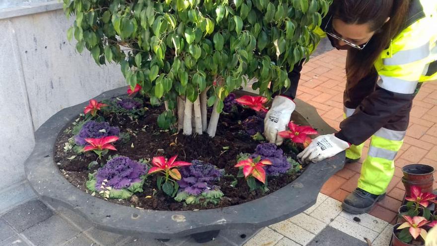 Los jardines de pedanías se llenan de colores en Navidad con más de 9.000 flores