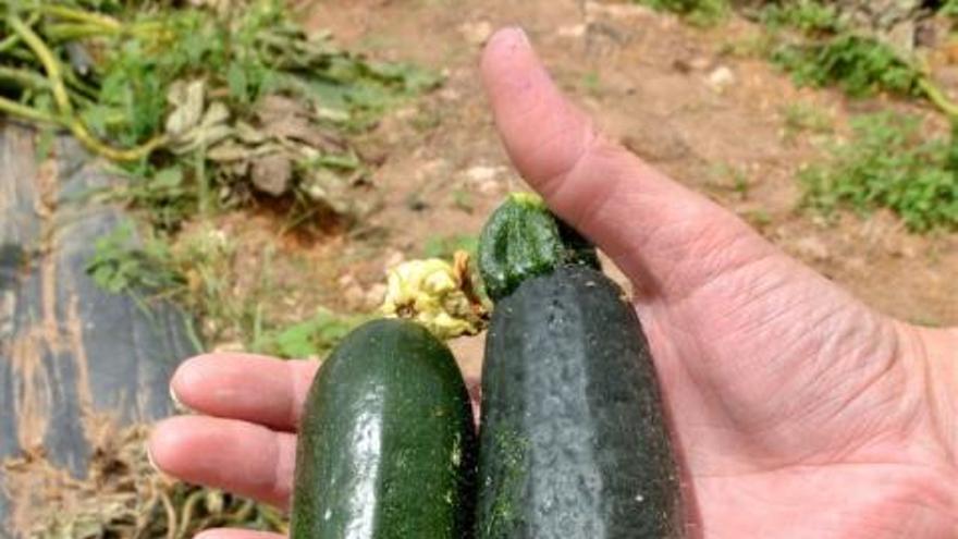 El grito desesperado de un agricultor canario que pide ayuda para vender sus calabacinos