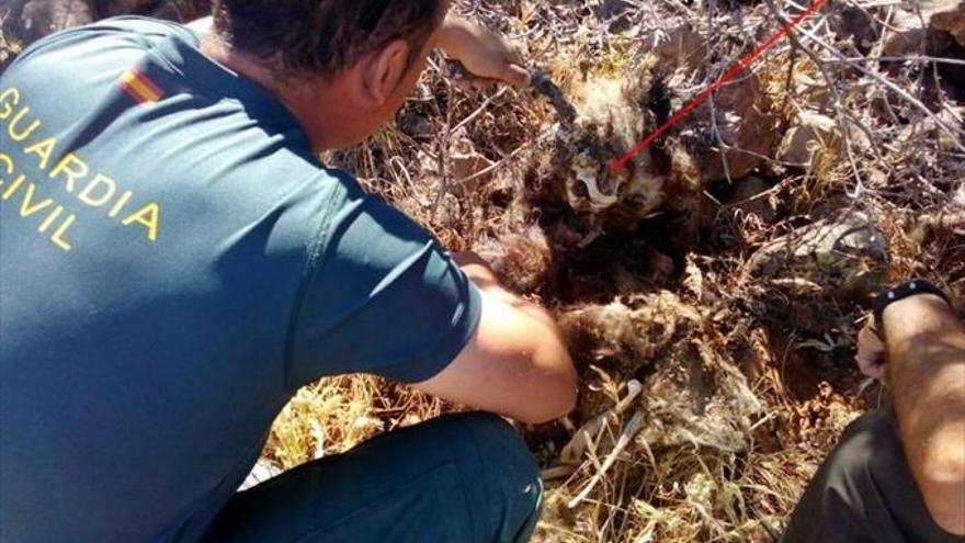 Investigado un vecino de Puebla de Alcocer por usar para cazar jaulas y anzuelos prohibidos