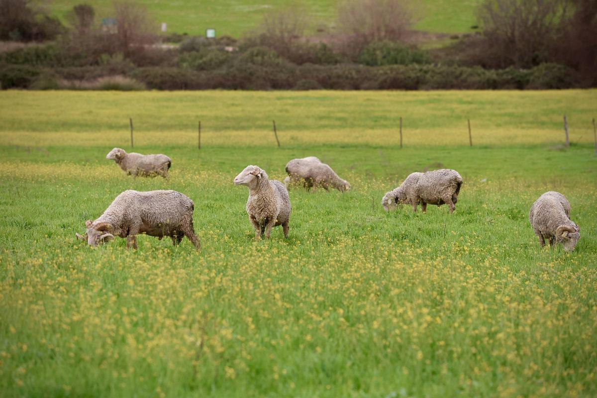 Ovejas en una finca extensiva en Córdoba.
