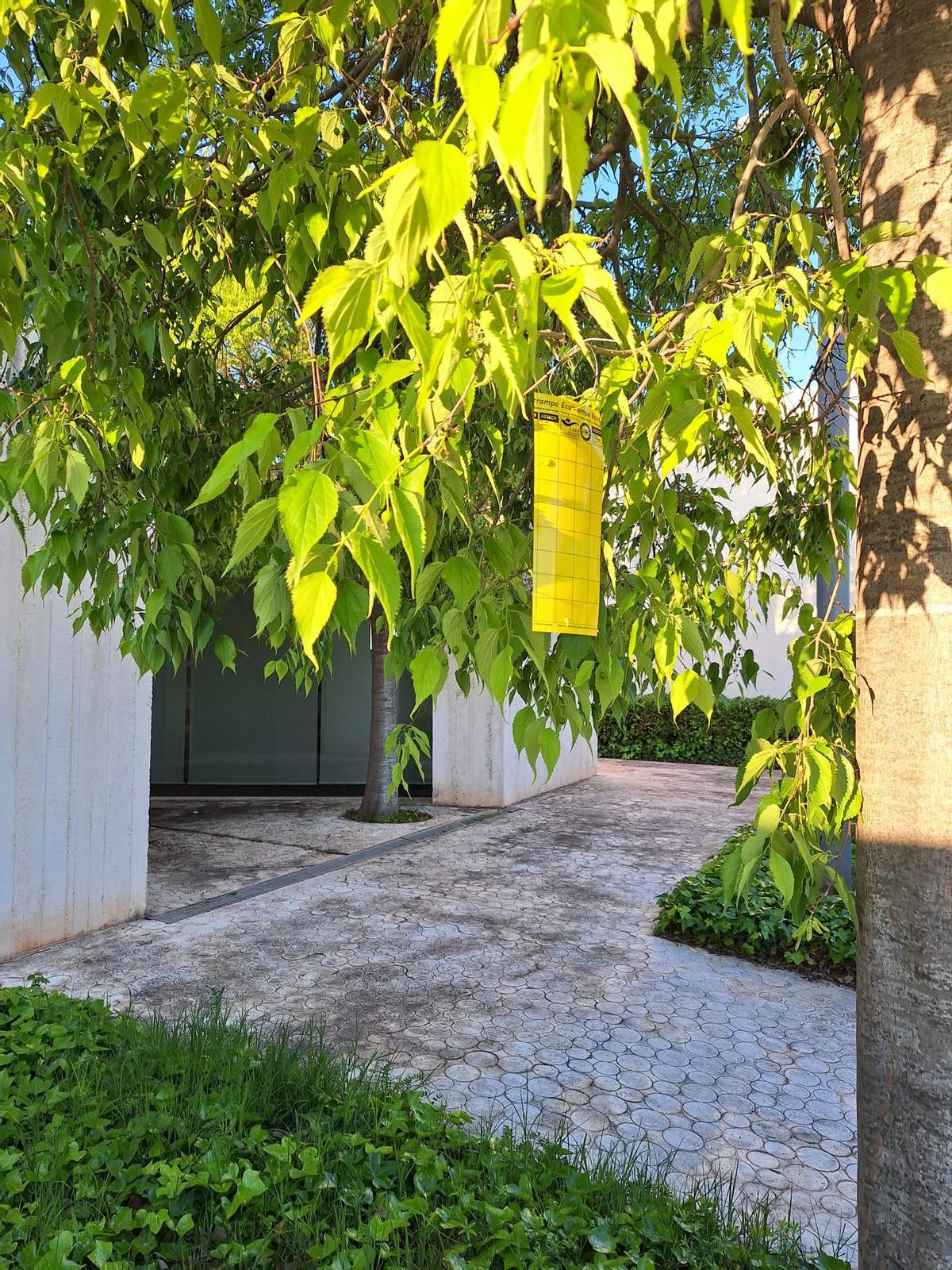 Trampa colocada en un árbol para controlar las plagas en Ontinyent.