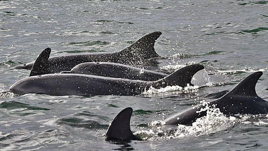 La familia de arroaces descubierta hace unos días.  | // BDRI