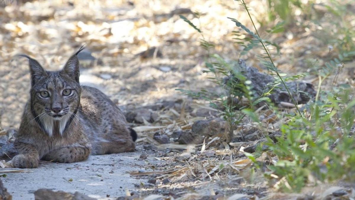 Un lince ibérico.