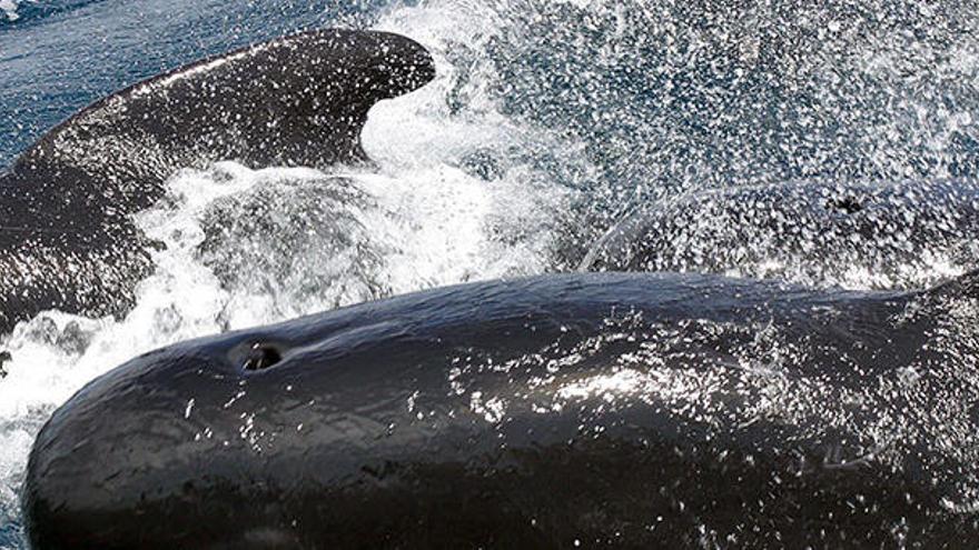 Mehr Wale und Delfine vor Mallorca als gedacht