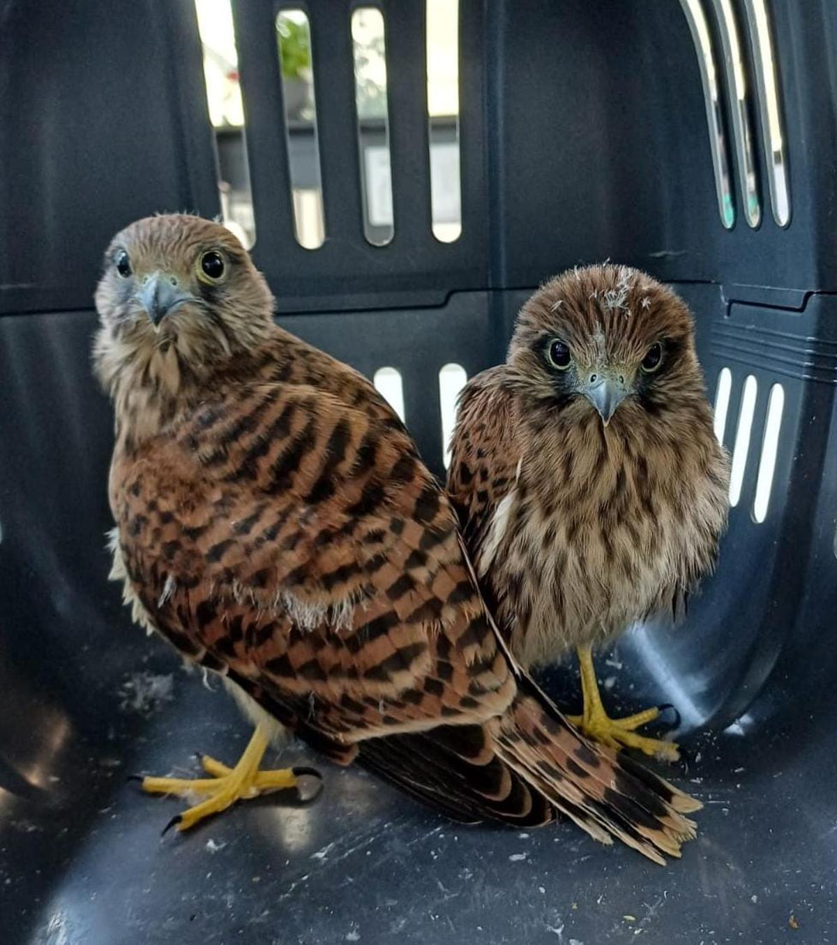 Educación ambiental con la brigada ambiental de la Policía Local de Elche