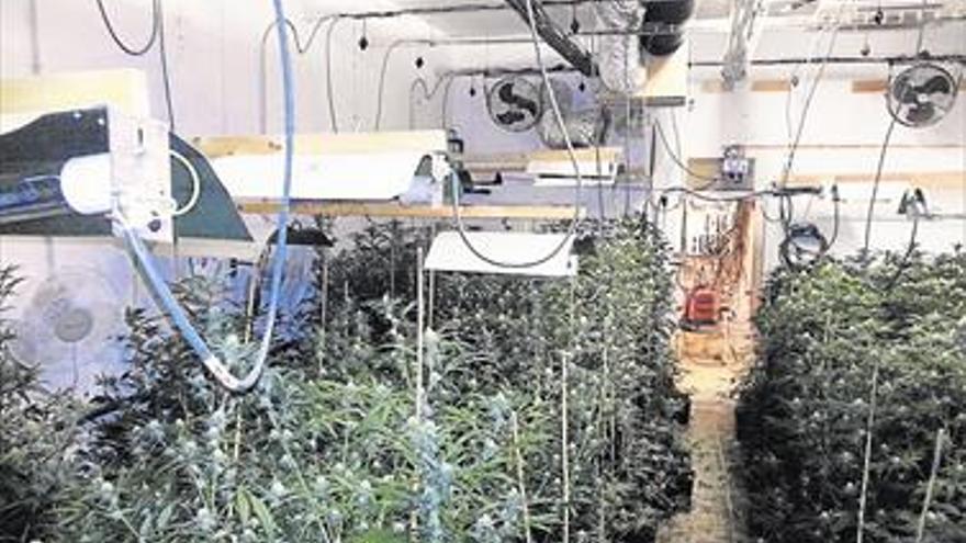 Detenidos por tener un laboratorio de marihuana