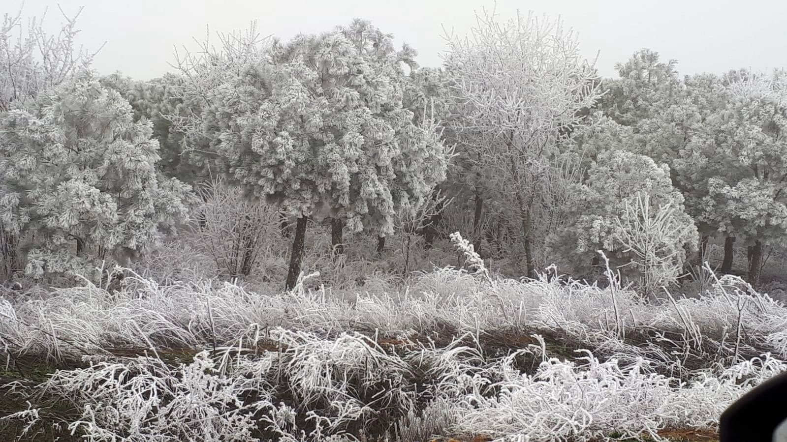 Cencellada en Benavente | Villaveza del Agua, más blanca que nunca