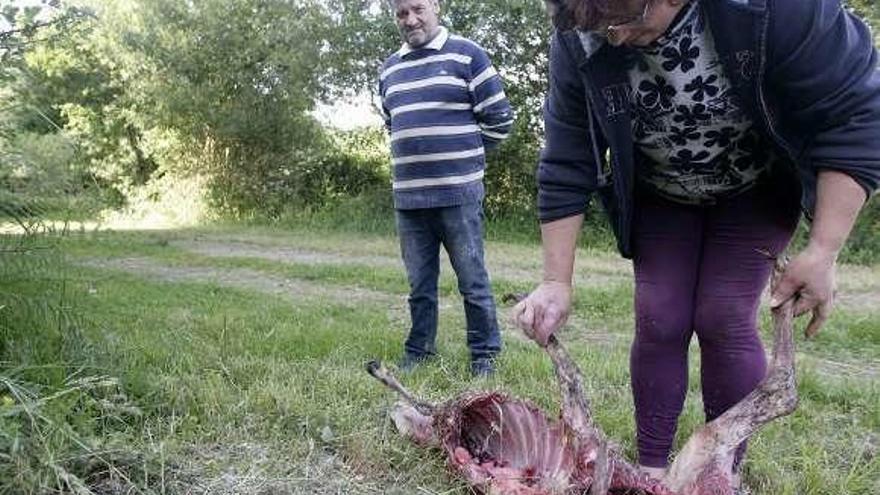 Los dueños del rebaño, con la oveja comida por el lobo.// Bernabé/C.M.V.